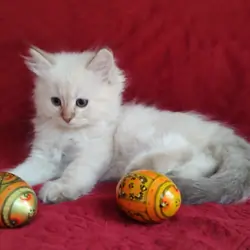 PURRFECT COMPANIONS:  Miss Muffet's litter