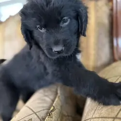AKC Newfoundland Puppies 8 wks old