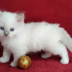 PURRFECT COMPANIONS:  Dandy Lion's Litter