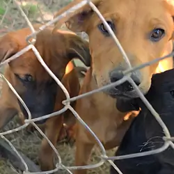 German Shepherd × Ridgeback pups ready now!