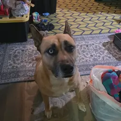 Female dog, spayed, 9y  born on a ranch, free