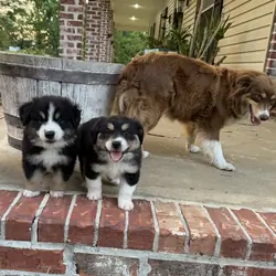 Australian Shepherd Puppies