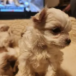 Morkie Babies