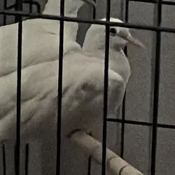 Ringneck Dove Pair