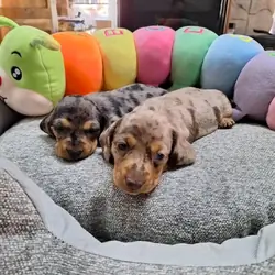 Adorable Dachshund puppies Male and Female