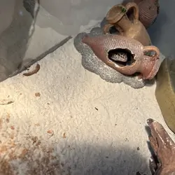 Leapord Gecko