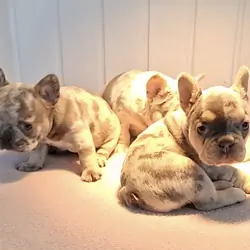 Quality French Bulldog Puppies