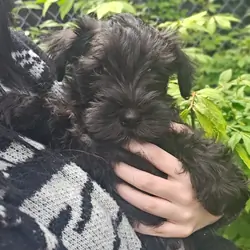 Miniature schnauzer