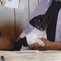 Jack Russell Pups