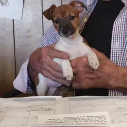 Jack Russell puppy