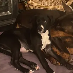 Vee - family Pet
