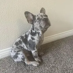 Dan is 2 years old Frenchie bulldog
