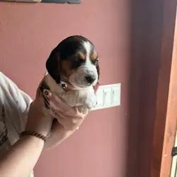 Beagle puppy