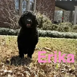 AKC Standard Poodle Female