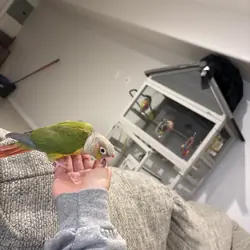 Pineapple conure