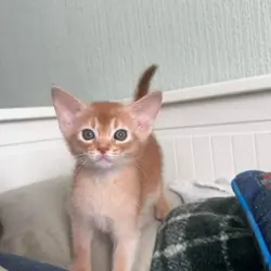 Beautiful pedigree tica abyssinian kittens