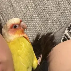 Conure