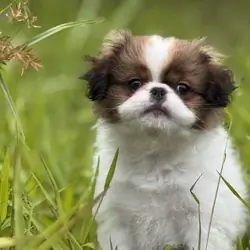 Japanese Chin Puppy
