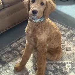 Female Bernedoodle – Young, Energetic & Beautiful