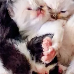 6 week Ragdoll/Siamese kitten (Boy