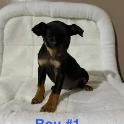Mini Pinscher