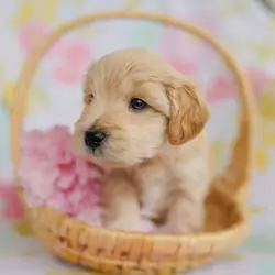 Schnoodles