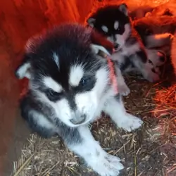 Alaskan Malmute Puppies