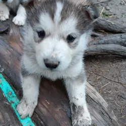 AKC Alaskan Malamute puppy