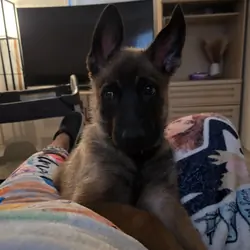 Puppy German Shepherd