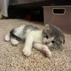SCOTTISH FOLD KITTEN