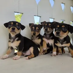 Tiny Toy Chihuahuas