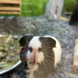 Genie Pig