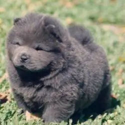 Blue chow pup