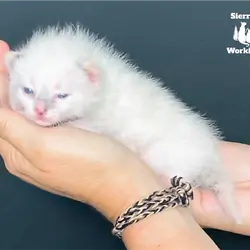 Sierra Nevada Working Kittens