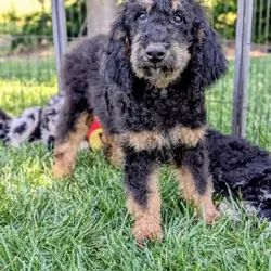 Goldendoodle + Miniature Bernedoodle