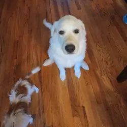 3 and a half year old female great pyrenees