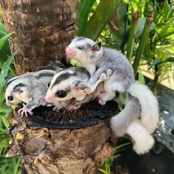 Amazing and bonded sugar gliders trio