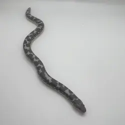 Kenyan Sand Boa - small male