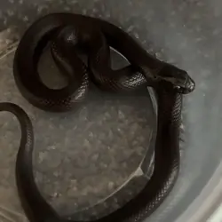 Mexican Black King Snake