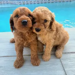 Goldendoodle puppies