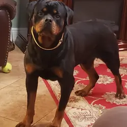 Champion Adult Rottweiler Male-Proven Stud
