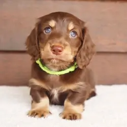 Mini Dachshund Puppy (Rex)