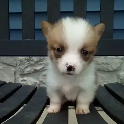 AMC corgi male