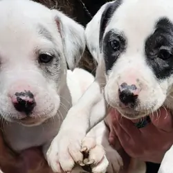 Puppies