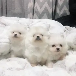 Pomeranian puppy for sale