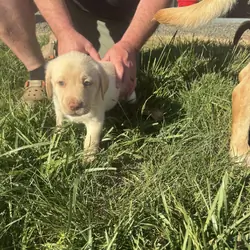 Labrador Retriever Puppies