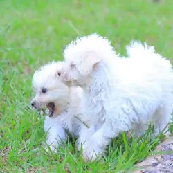 Beautiful Maltese puppies rescue needed