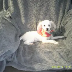 Toy poodle puppy