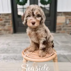 Goldendoodle