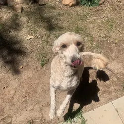 Light brown/gold goldendoodle
